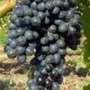 столовый виноград (оптом) в Краснодаре
